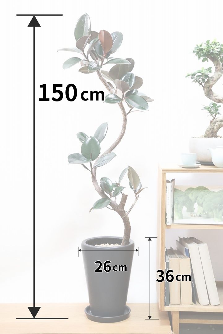 フィカス・バーガンディK59582| 観葉植物の通信販売 | APEGO フィカス・バーガンディK59582| 観葉植物の通信販売 | APEGO