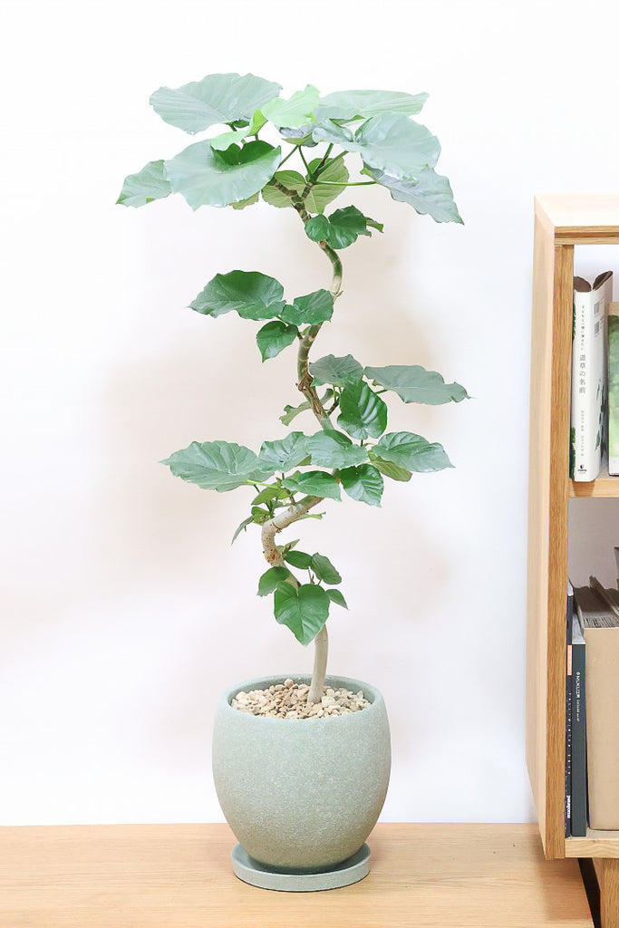 ウンベラータGR59586| 観葉植物の通信販売 | APEGO(アペーゴ)