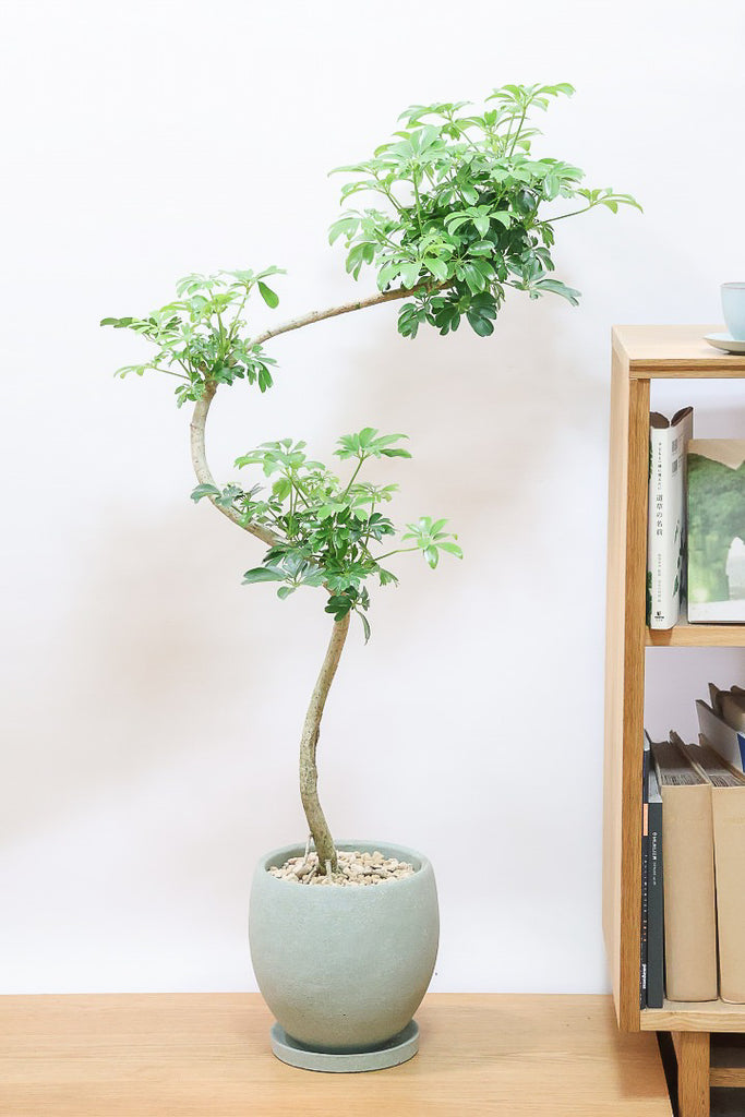 【逸品】 レナータGR59587| シェフレラ 観葉植物の通信販売 APEGO(アペーゴ) | シェフレラ・ カポック
