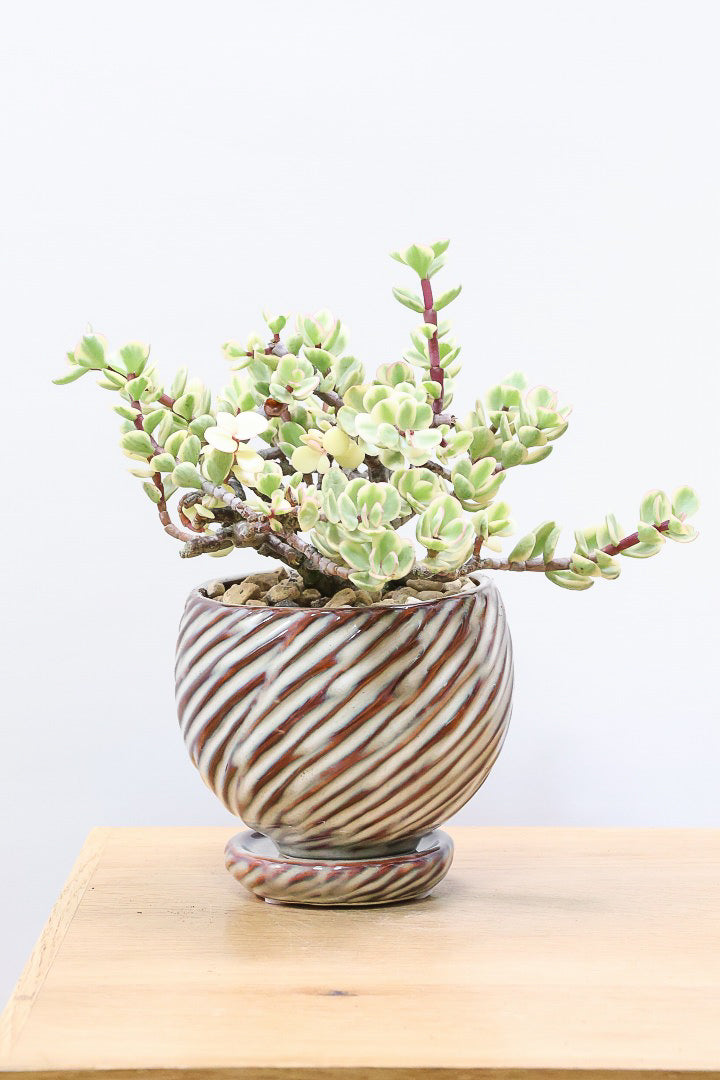 5,001円～8,500円| 観葉植物の通信販売 | APEGO(アペーゴ)