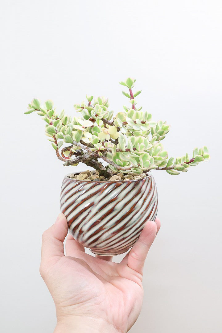 ポーチュラカリア 雅楽の舞AIV59590| 観葉植物の通信販売