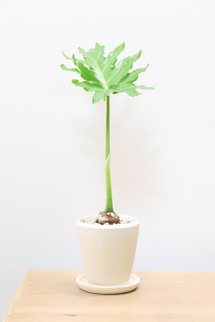 最新入荷の観葉植物 | 観葉植物の通信販売 | APEGO(アペーゴ) 最新入荷の観葉植物 | 観葉植物の通信販売 | APEGO(アペーゴ)