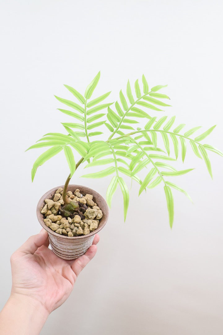 最新入荷の観葉植物 | 観葉植物の通信販売 | APEGO(アペーゴ) 最新入荷の観葉植物 | 観葉植物の通信販売 | APEGO(アペーゴ)