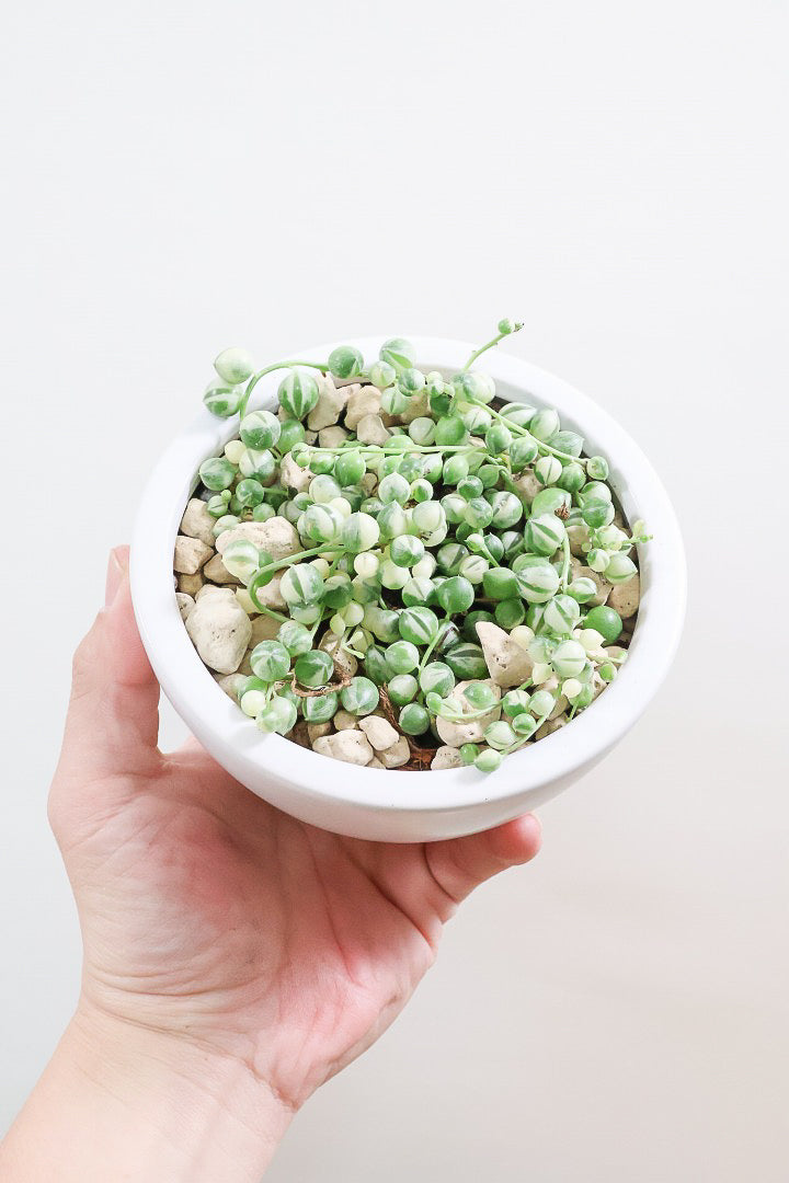 【グリーンネックレス バリエガタ】よく見かける観葉植物ですが今回は何と斑入りタイプ！これは反則級にかわいすぎます！