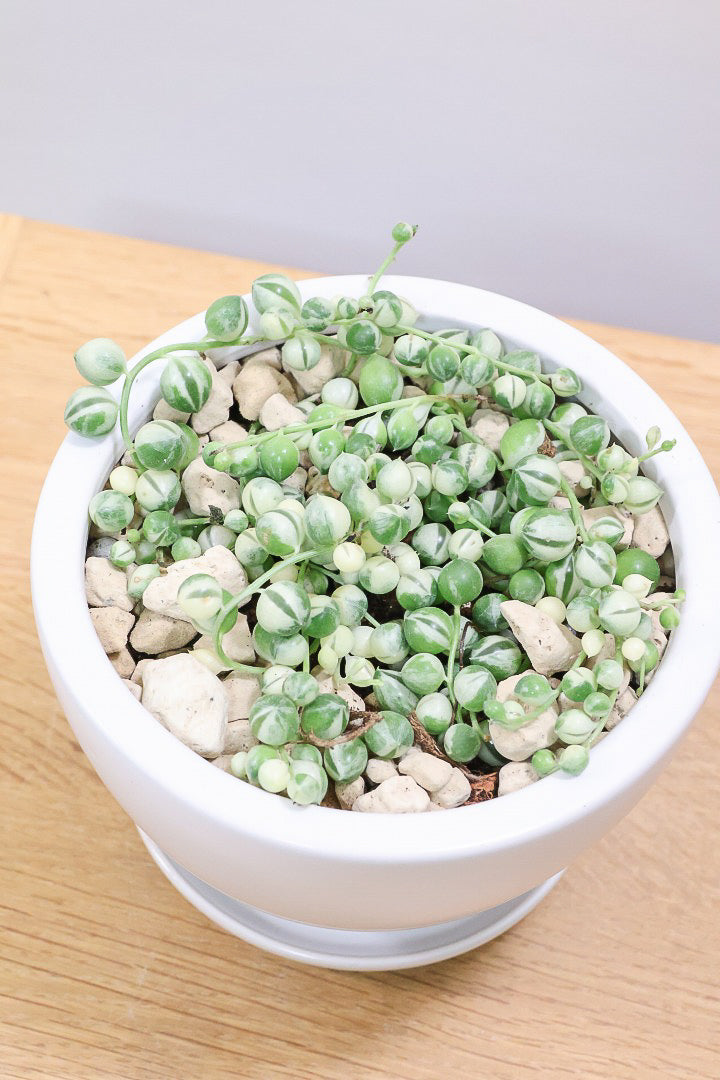 【グリーンネックレス バリエガタ】よく見かける観葉植物ですが今回は何と斑入りタイプ！これは反則級にかわいすぎます！