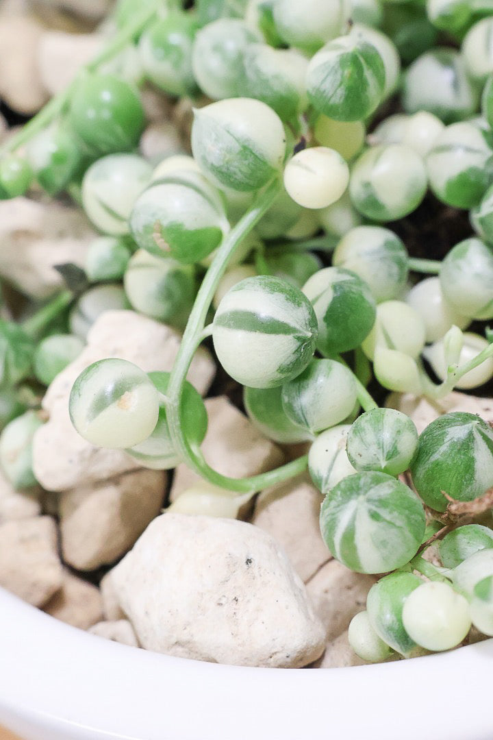 【グリーンネックレス バリエガタ】よく見かける観葉植物ですが今回は何と斑入りタイプ！これは反則級にかわいすぎます！