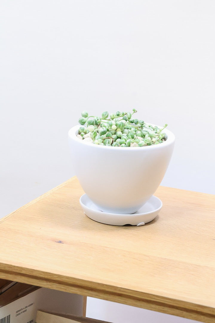 【グリーンネックレス バリエガタ】よく見かける観葉植物ですが今回は何と斑入りタイプ！これは反則級にかわいすぎます！