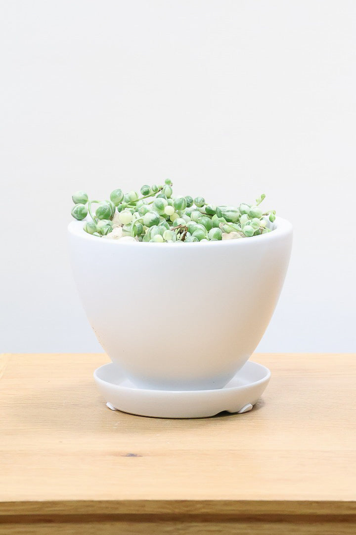 【グリーンネックレス バリエガタ】よく見かける観葉植物ですが今回は何と斑入りタイプ！これは反則級にかわいすぎます！