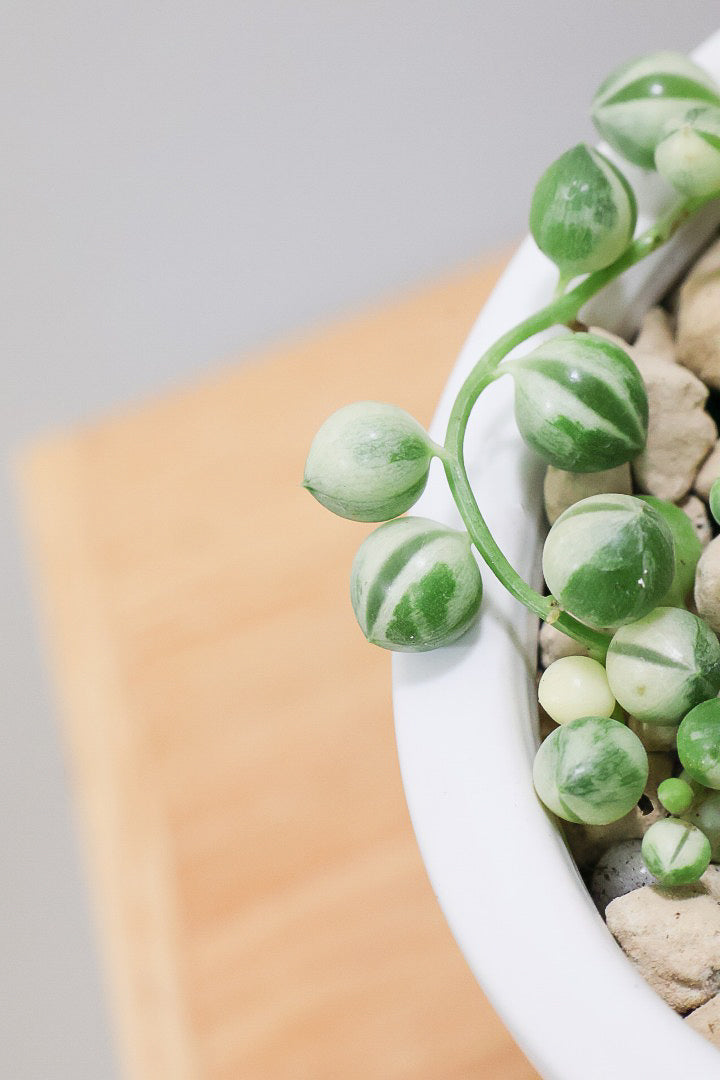 【グリーンネックレス バリエガタ】よく見かける観葉植物ですが今回は何と斑入りタイプ！これは反則級にかわいすぎます！