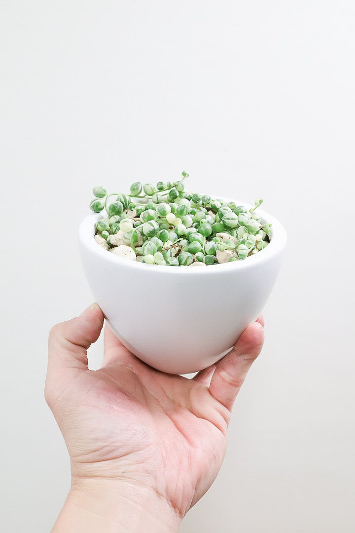 【グリーンネックレス バリエガタ】よく見かける観葉植物ですが今回は何と斑入りタイプ！これは反則級にかわいすぎます！