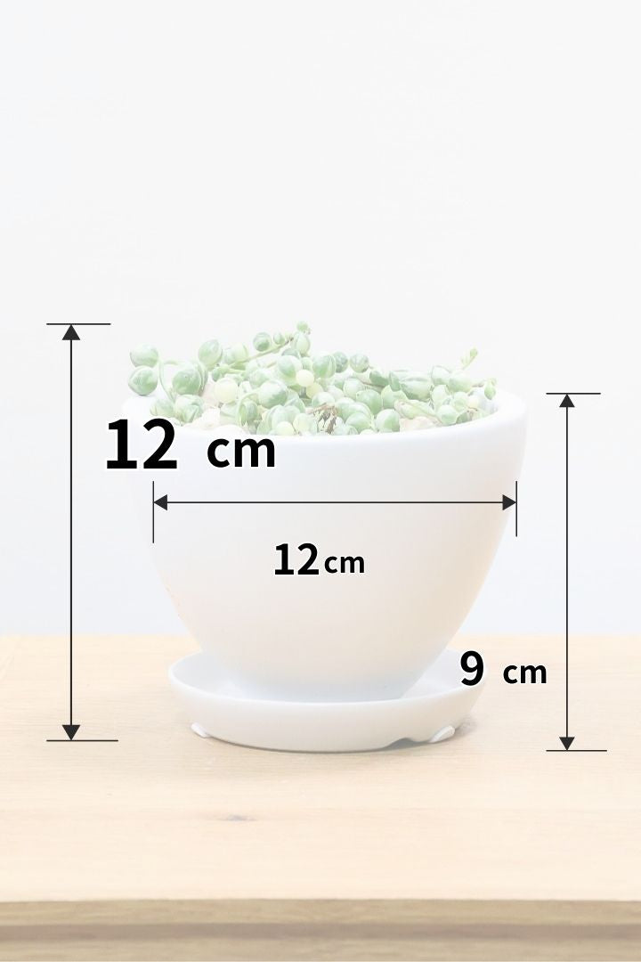 【グリーンネックレス バリエガタ】よく見かける観葉植物ですが今回は何と斑入りタイプ！これは反則級にかわいすぎます！