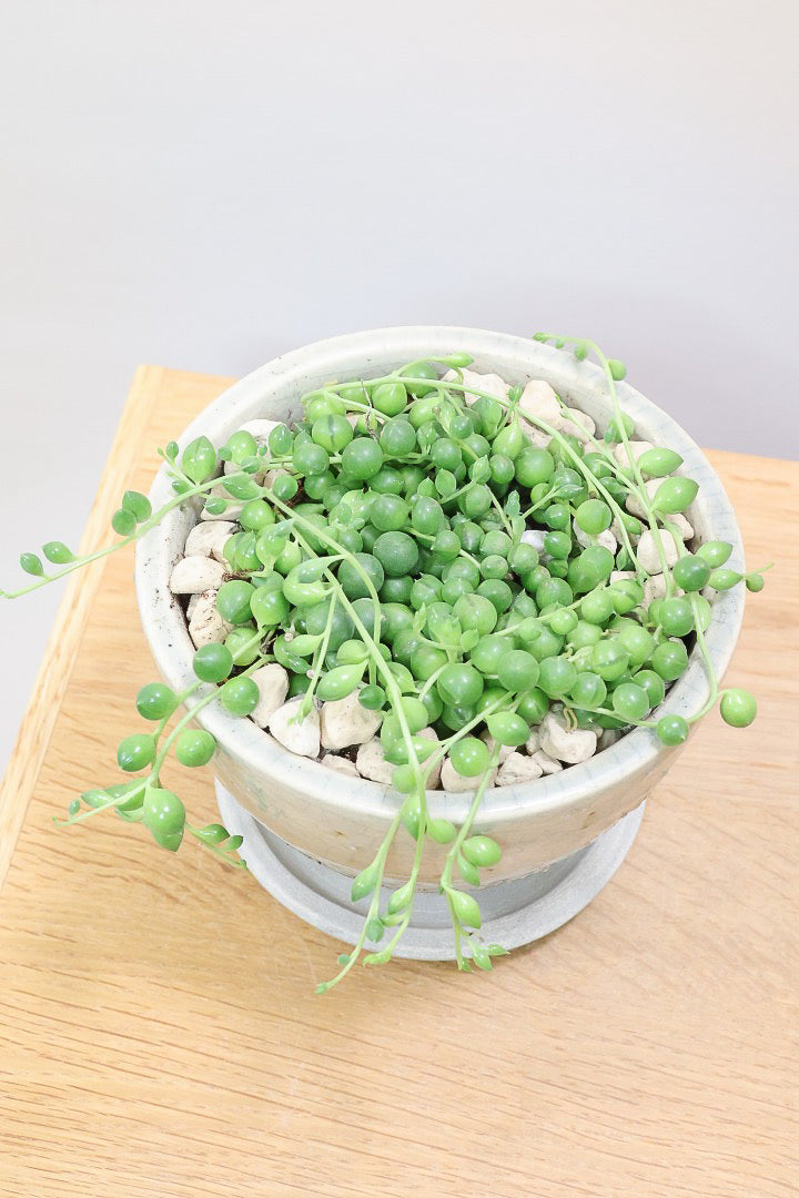 【グリーンネックレス】まんまるのかわいい多肉質の葉がとってもかわいい観葉植物!