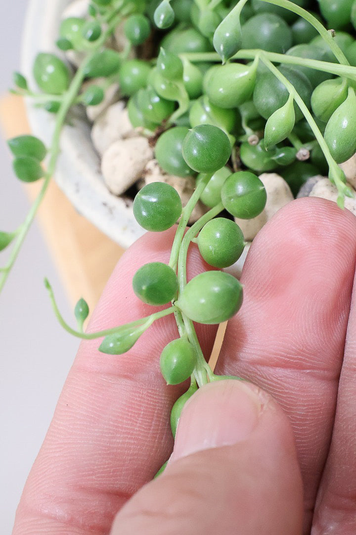 【グリーンネックレス】まんまるのかわいい多肉質の葉がとってもかわいい観葉植物!
