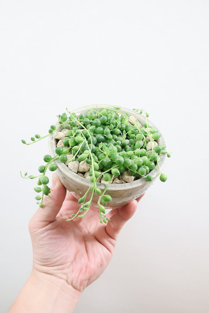 【グリーンネックレス】まんまるのかわいい多肉質の葉がとってもかわいい観葉植物!