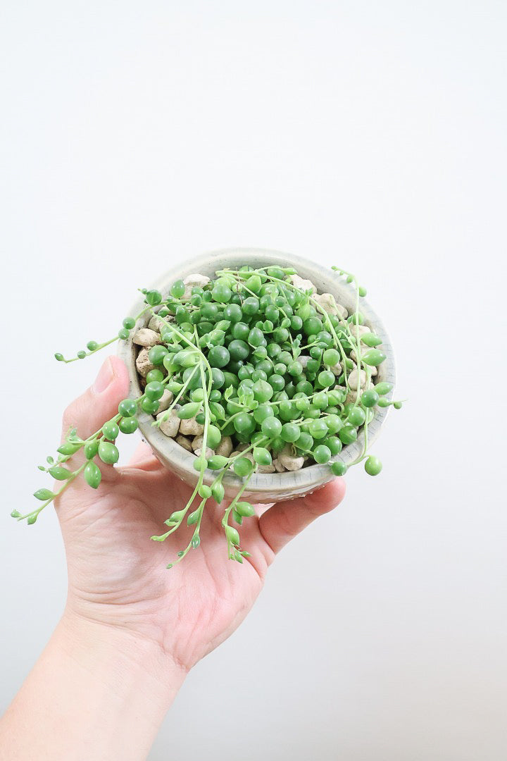 【グリーンネックレス】まんまるのかわいい多肉質の葉がとってもかわいい観葉植物!