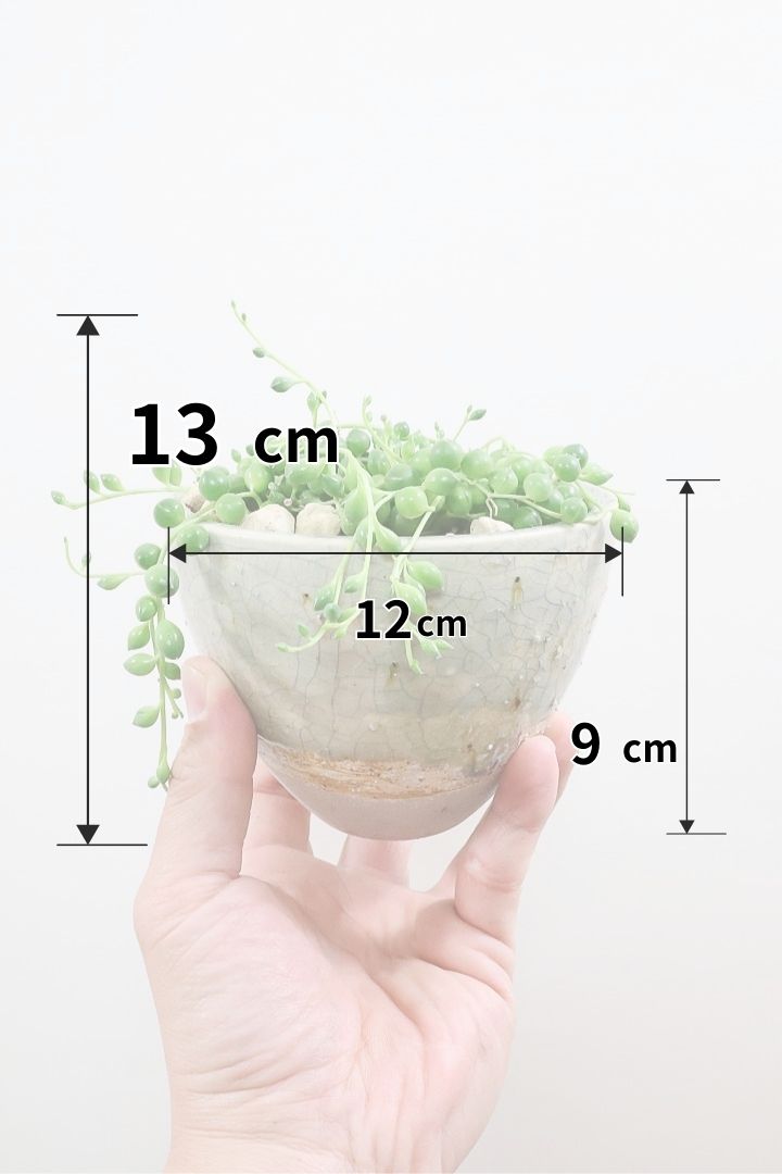 【グリーンネックレス】まんまるのかわいい多肉質の葉がとってもかわいい観葉植物!