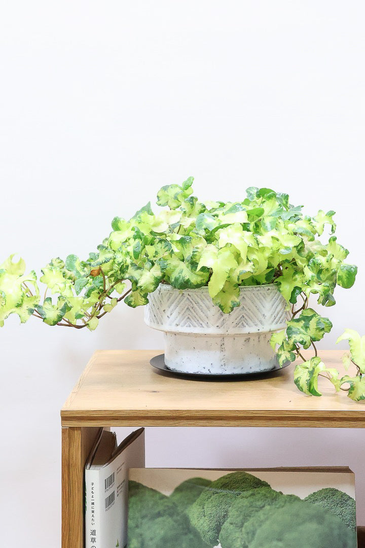 5,001円~8,500円| 観葉植物の通信販売 | APEGO(アペーゴ) 5,001円~8,500円| 観葉植物の通信販売 | APEGO(アペーゴ)