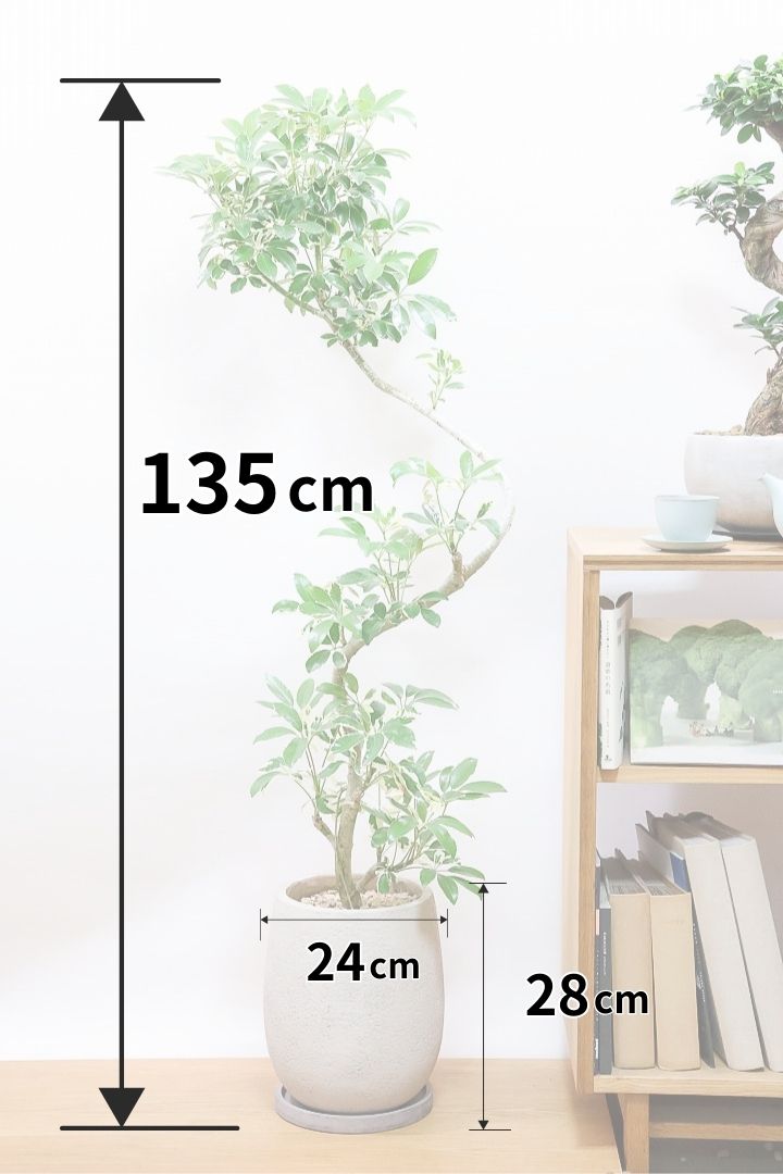 最新入荷の観葉植物 | 観葉植物の通信販売 | APEGO(アペーゴ) 最新入荷の観葉植物 | 観葉植物の通信販売 | APEGO(アペーゴ)
