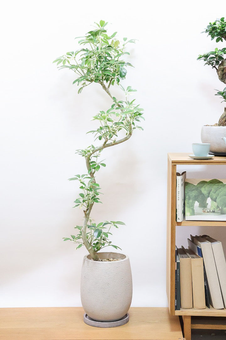 最新入荷の観葉植物 | 観葉植物の通信販売 | APEGO(アペーゴ) 最新入荷の観葉植物 | 観葉植物の通信販売 | APEGO(アペーゴ)