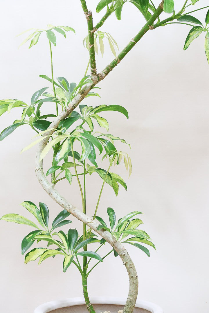 シェフレラ アッシュフォリアW59609| 観葉植物の通信販売