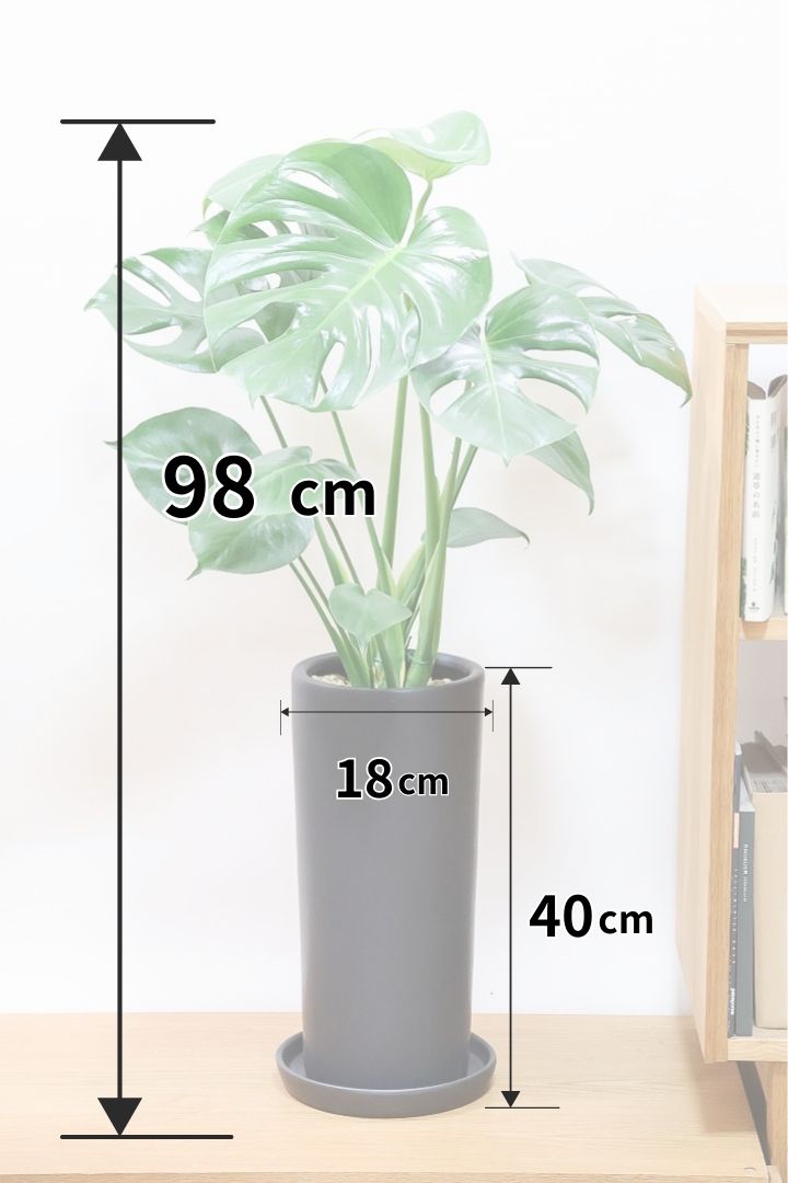 モンステラK59611| 観葉植物の通信販売 | APEGO(アペーゴ) モンステラK59611| 観葉植物の通信販売 | APEGO(アペーゴ)