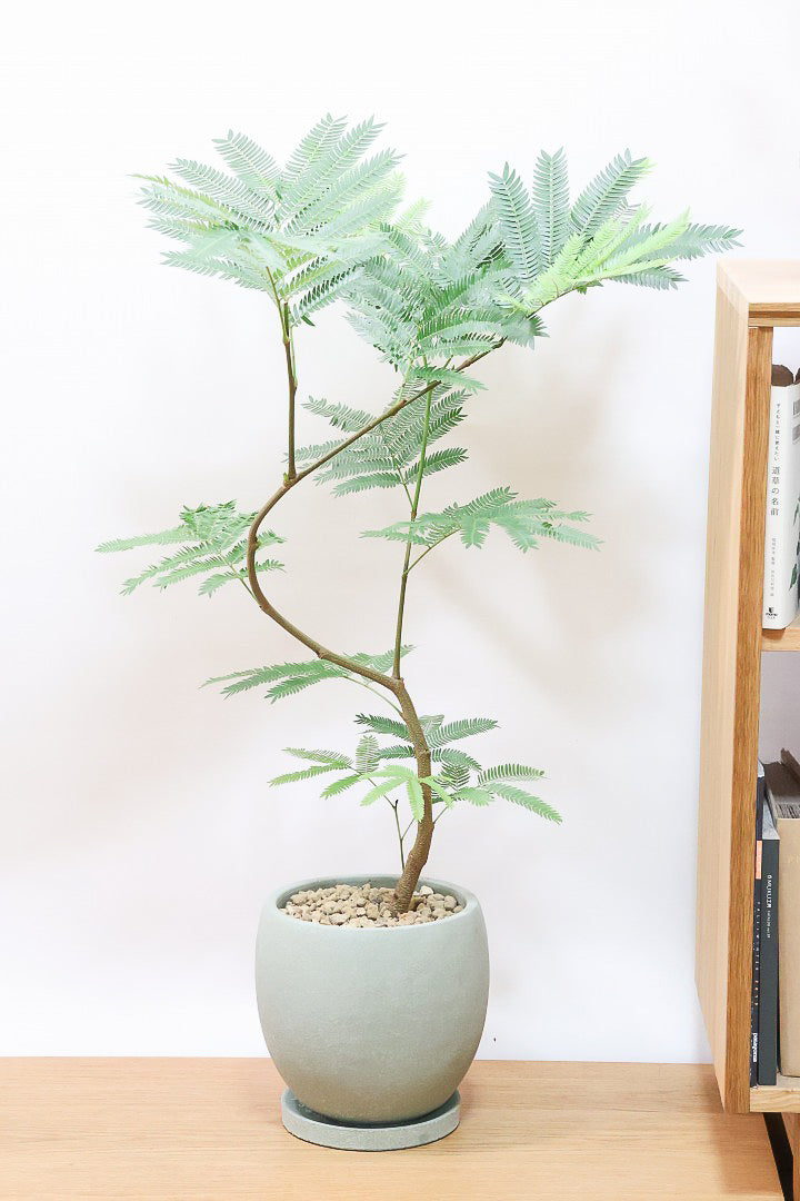 送料無料】観葉植物の1点もの通販 | APEGO(アペーゴ) 送料無料】観葉植物の1点もの通販 | APEGO(アペーゴ)