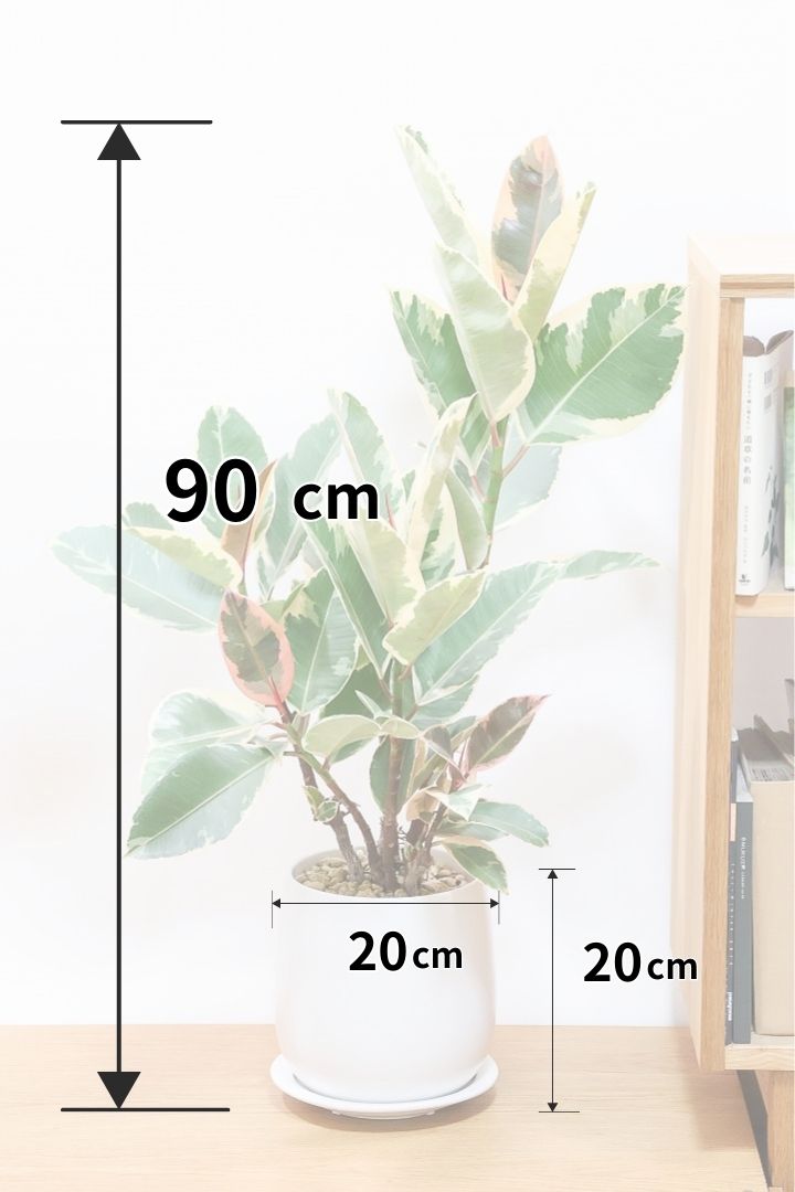 【フィカス・ティネケ】10年の年季の入った樹形。鮮やかな葉色がステキな観葉植物！いい葉色に仕上がっています！