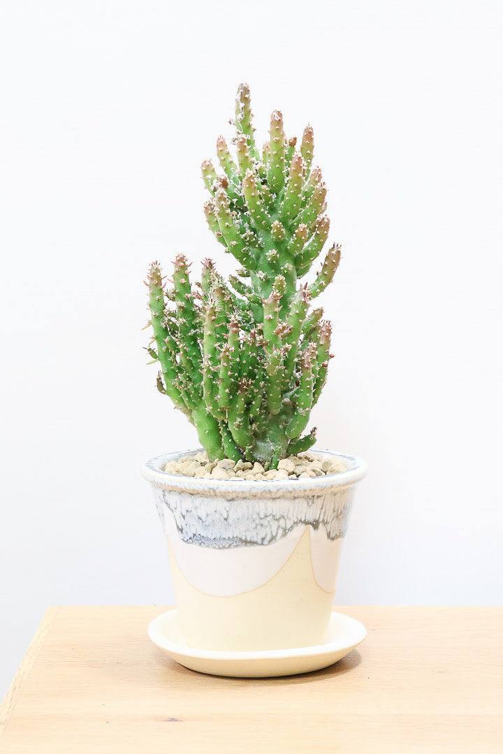 送料無料】観葉植物の1点もの通販 | APEGO(アペーゴ) 送料無料】観葉植物の1点もの通販 | APEGO(アペーゴ)