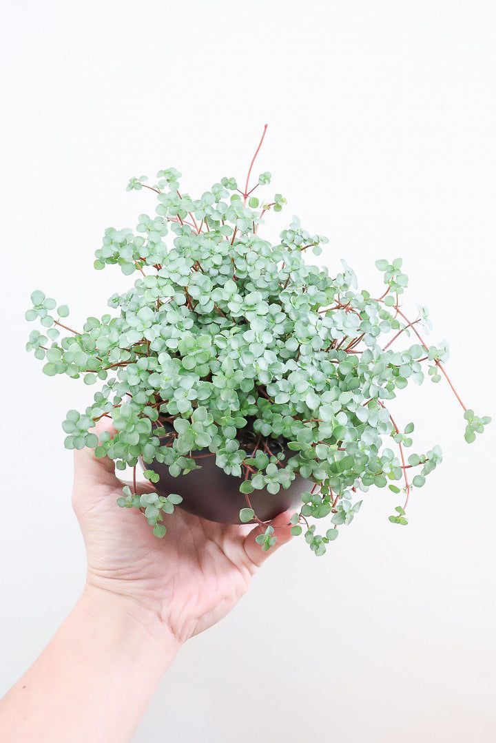 【ピレア グラウカ】シックな葉色!かわいい小さな葉っぱが特徴の人気の観葉植物です!!