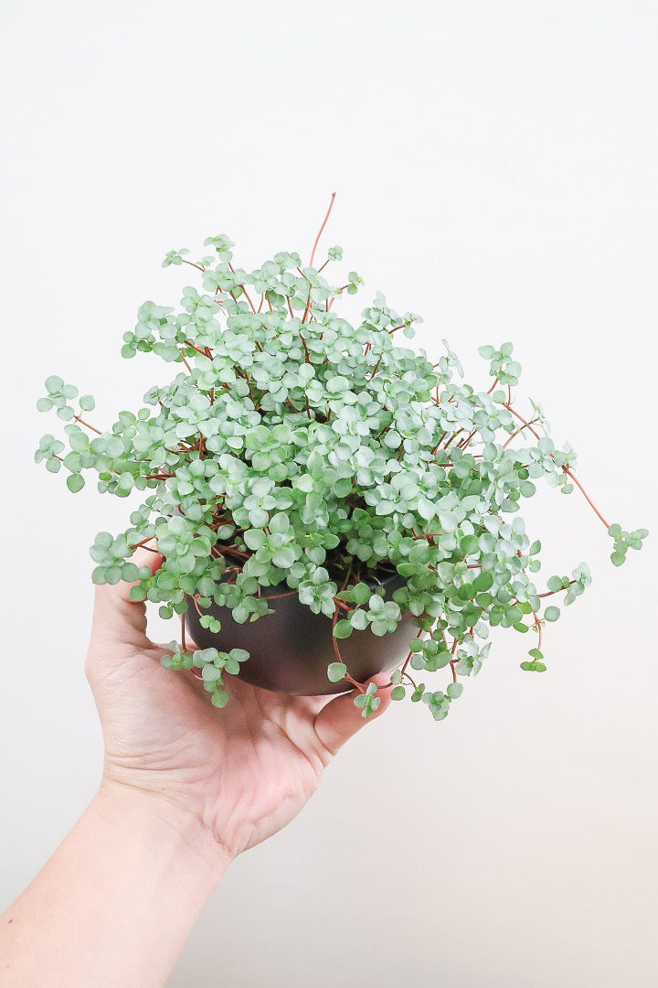 【ピレア グラウカ】シックな葉色!かわいい小さな葉っぱが特徴の人気の観葉植物です!!
