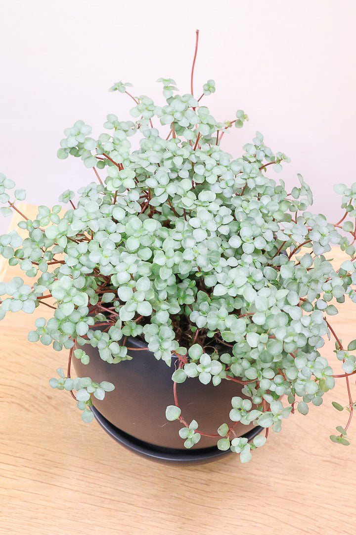 【ピレア グラウカ】シックな葉色!かわいい小さな葉っぱが特徴の人気の観葉植物です!!