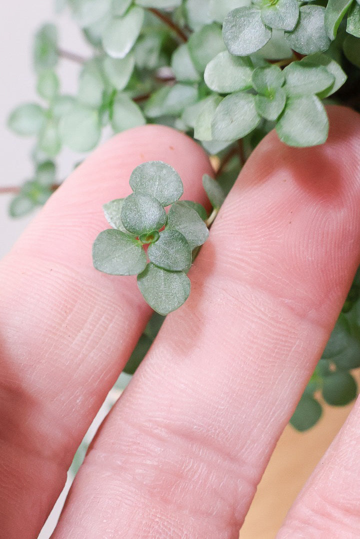 【ピレア グラウカ】シックな葉色!かわいい小さな葉っぱが特徴の人気の観葉植物です!!