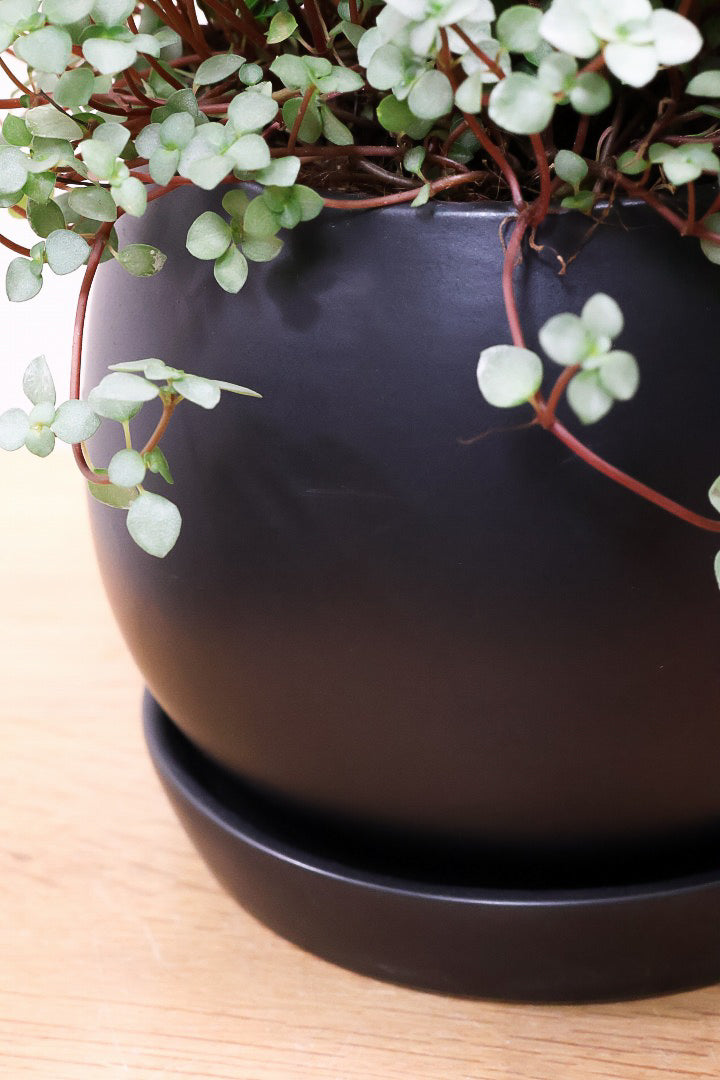 【ピレア グラウカ】シックな葉色!かわいい小さな葉っぱが特徴の人気の観葉植物です!!