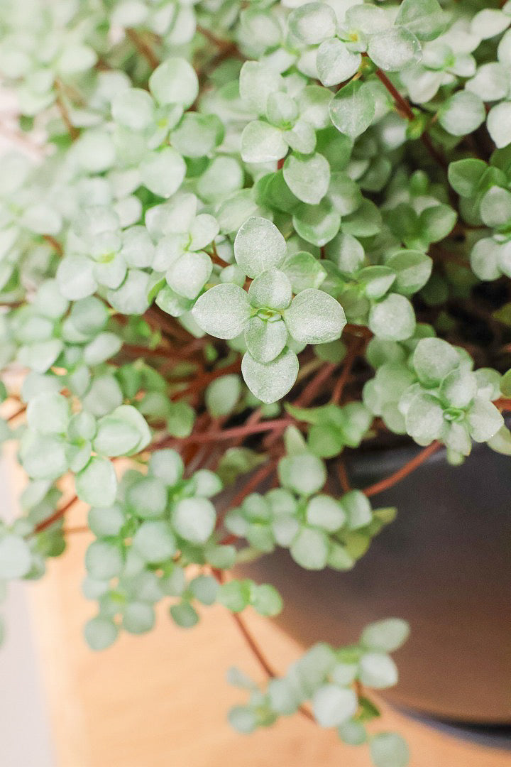 【ピレア グラウカ】シックな葉色!かわいい小さな葉っぱが特徴の人気の観葉植物です!!