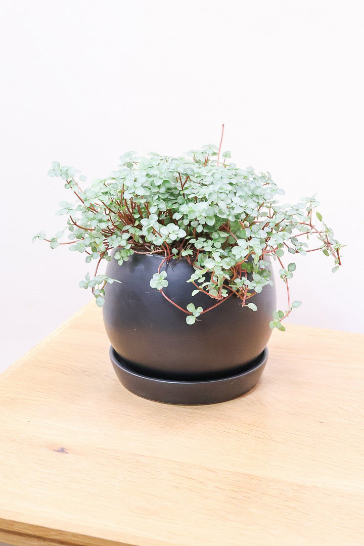 【ピレア グラウカ】シックな葉色!かわいい小さな葉っぱが特徴の人気の観葉植物です!!