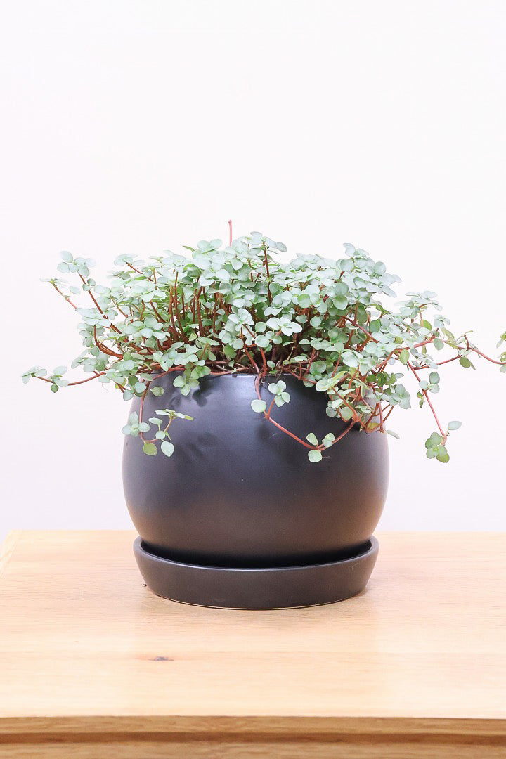 【ピレア グラウカ】シックな葉色!かわいい小さな葉っぱが特徴の人気の観葉植物です!!