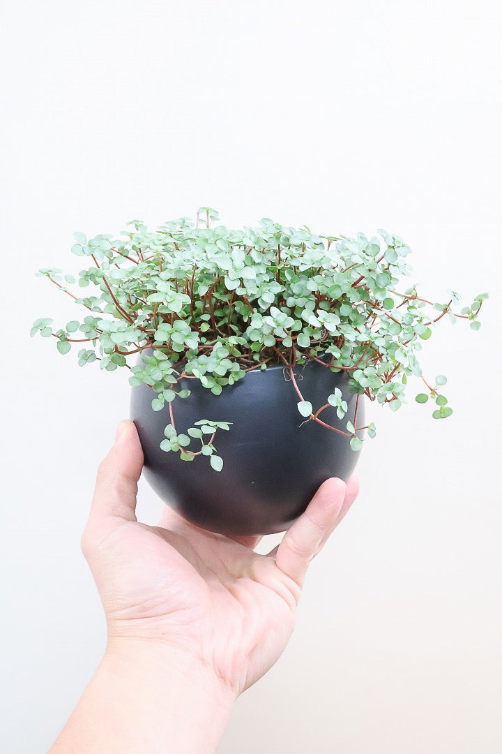 【ピレア グラウカ】シックな葉色!かわいい小さな葉っぱが特徴の人気の観葉植物です!!