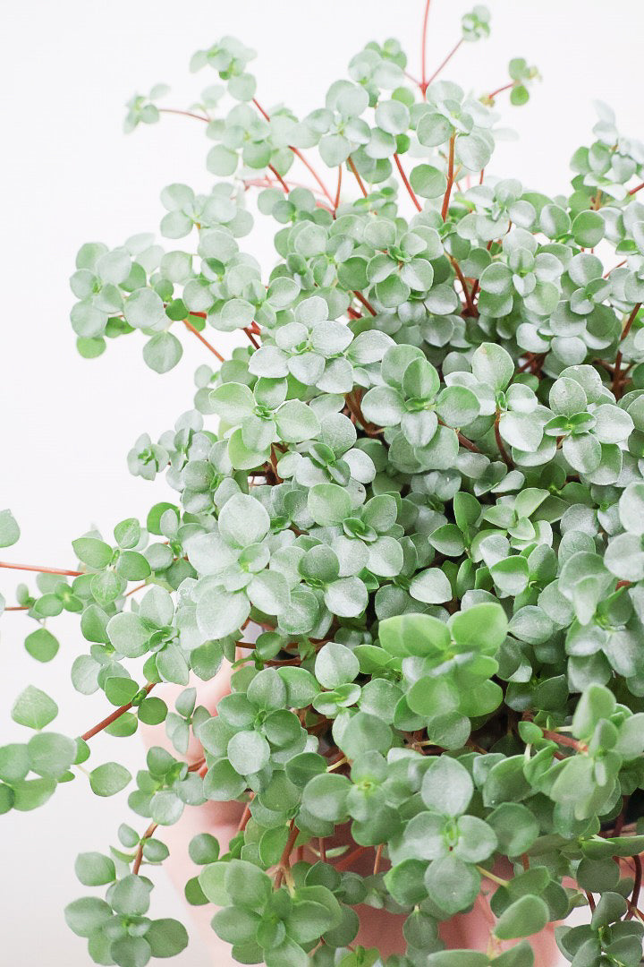 【ピレア グラウカ】シックな葉色!かわいい小さな葉っぱが特徴の人気の観葉植物です!!