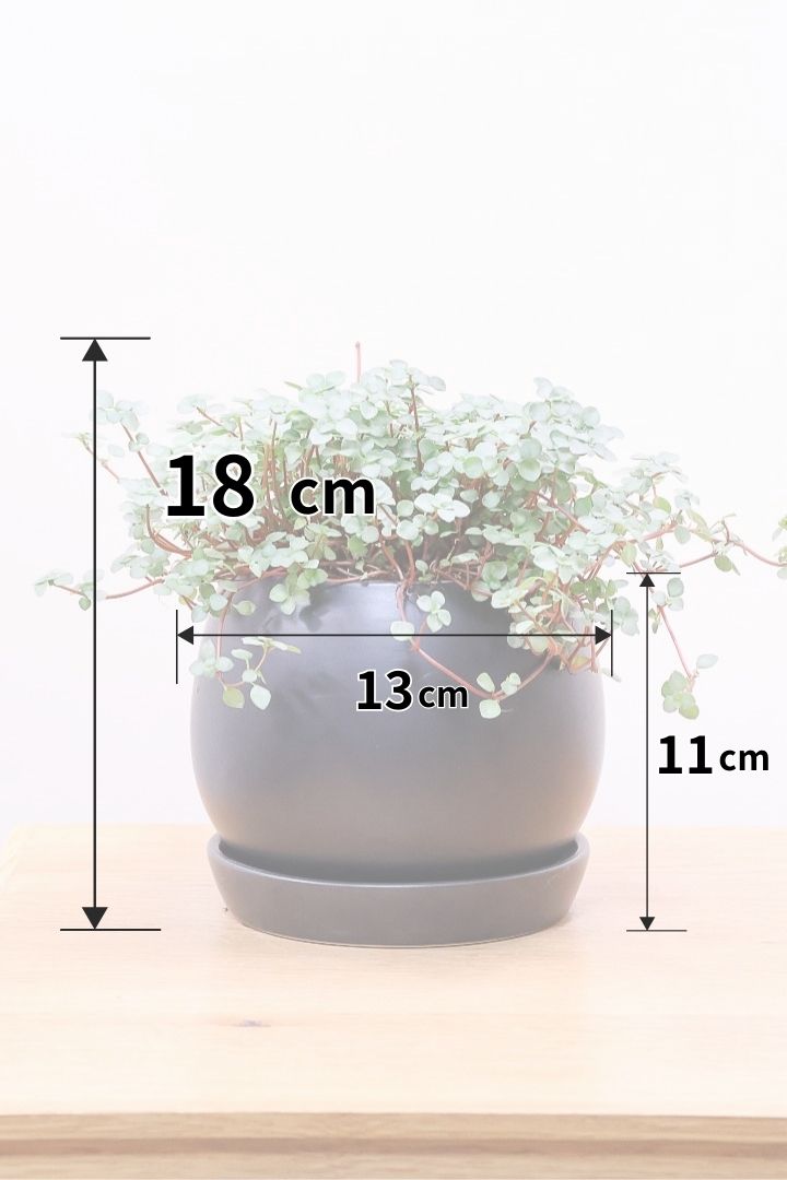 【ピレア グラウカ】シックな葉色!かわいい小さな葉っぱが特徴の人気の観葉植物です!!