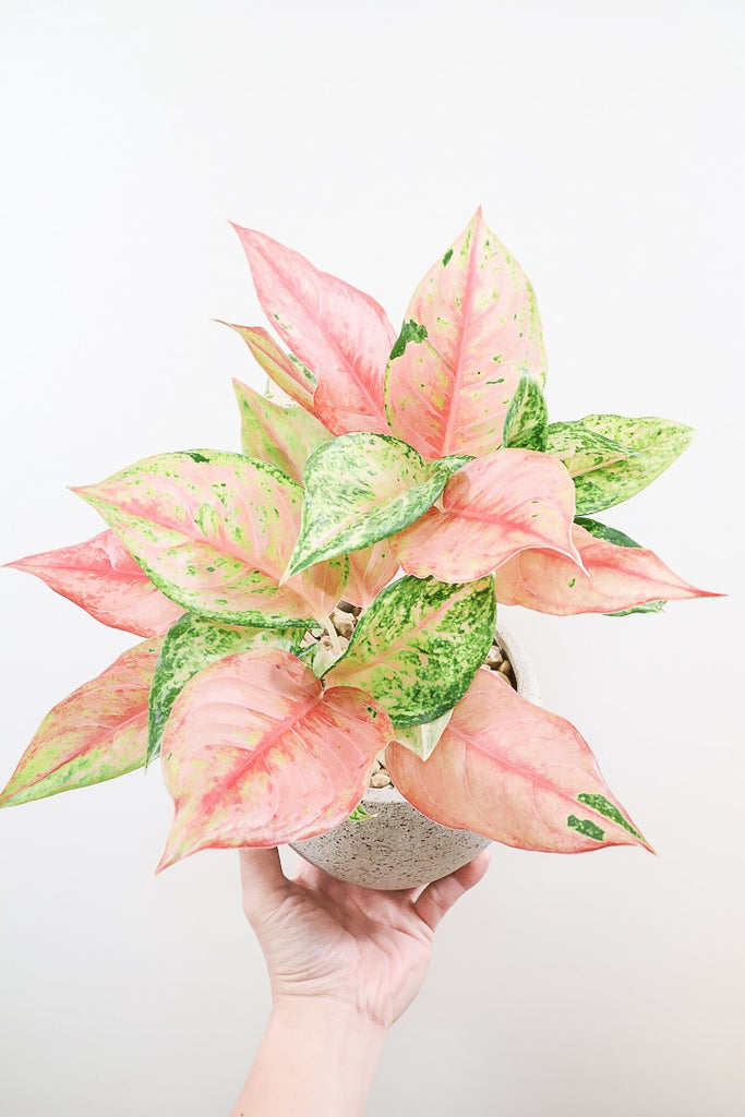 アグラオネマ プラカイペットCO59625| 観葉植物の通信販売