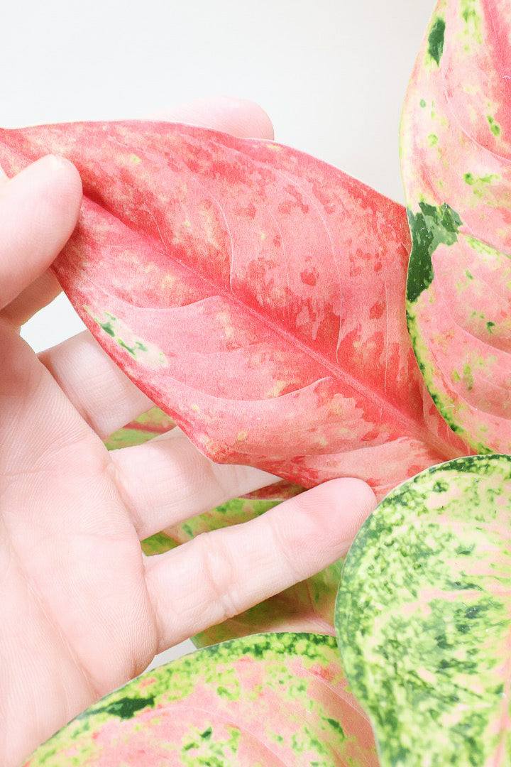 【アグラオネマ プラカイペット】APEGO初入荷の品種！生産者さんのハウスでいい葉色を選んできました！