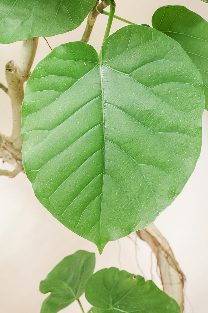 【ウンベラータ】沖縄で育ったしっかりとした樹形！幹のカーブが美しいので存在感があります！