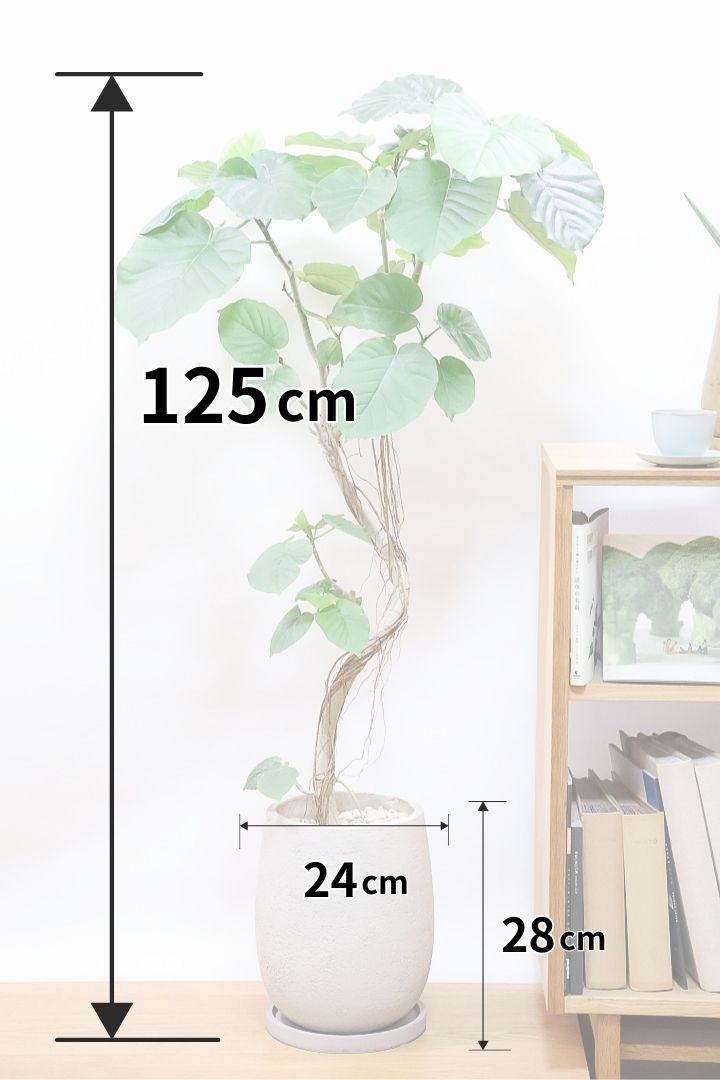 【ウンベラータ】沖縄で育ったしっかりとした樹形！幹のカーブが美しいので存在感があります！