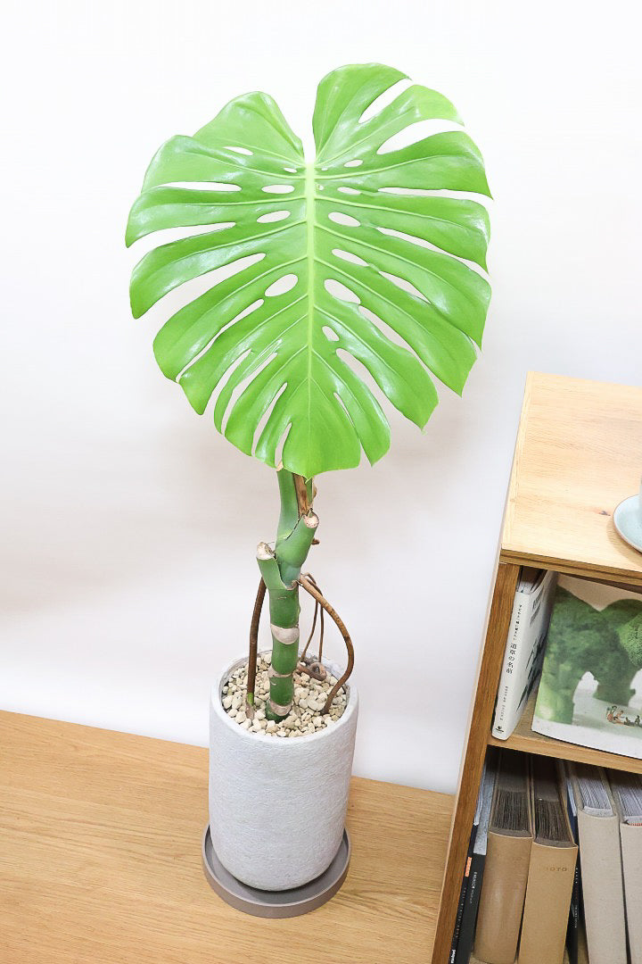 【モンステラ】葉の切れ込みが他とは違う！観葉植物の一大産地の鹿児島県でしっかりと育てられた年季の入ったモンステラです