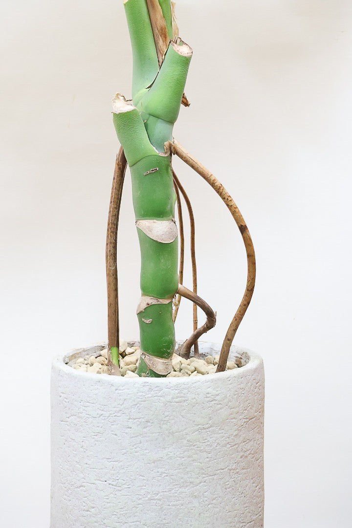【モンステラ】葉の切れ込みが他とは違う！観葉植物の一大産地の鹿児島県でしっかりと育てられた年季の入ったモンステラです