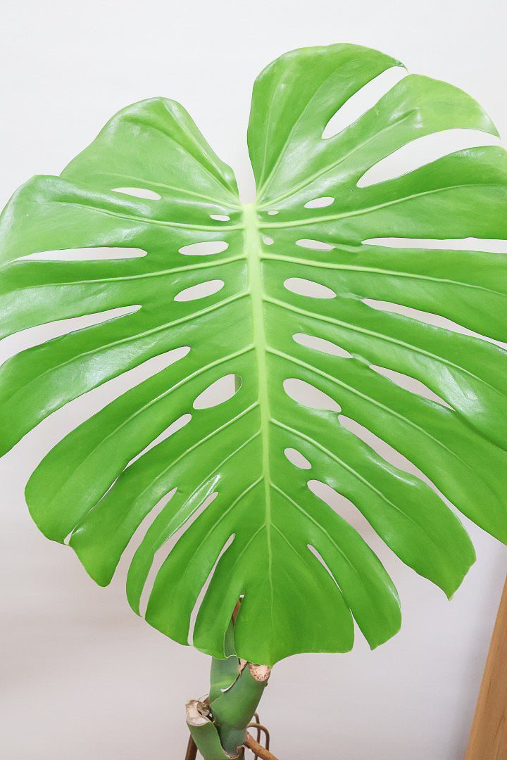 【モンステラ】葉の切れ込みが他とは違う！観葉植物の一大産地の鹿児島県でしっかりと育てられた年季の入ったモンステラです