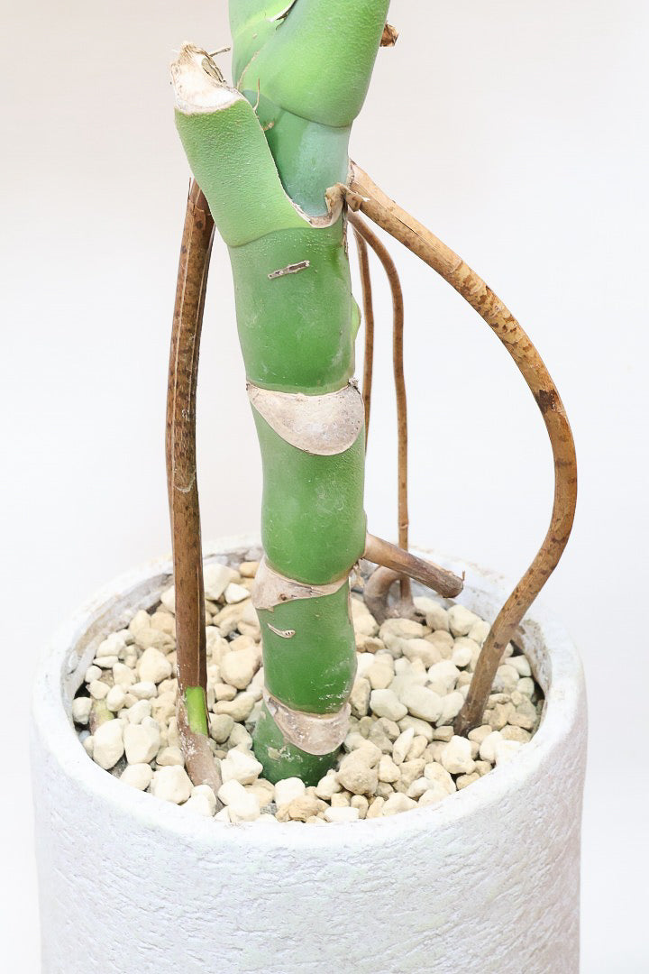 【モンステラ】葉の切れ込みが他とは違う！観葉植物の一大産地の鹿児島県でしっかりと育てられた年季の入ったモンステラです