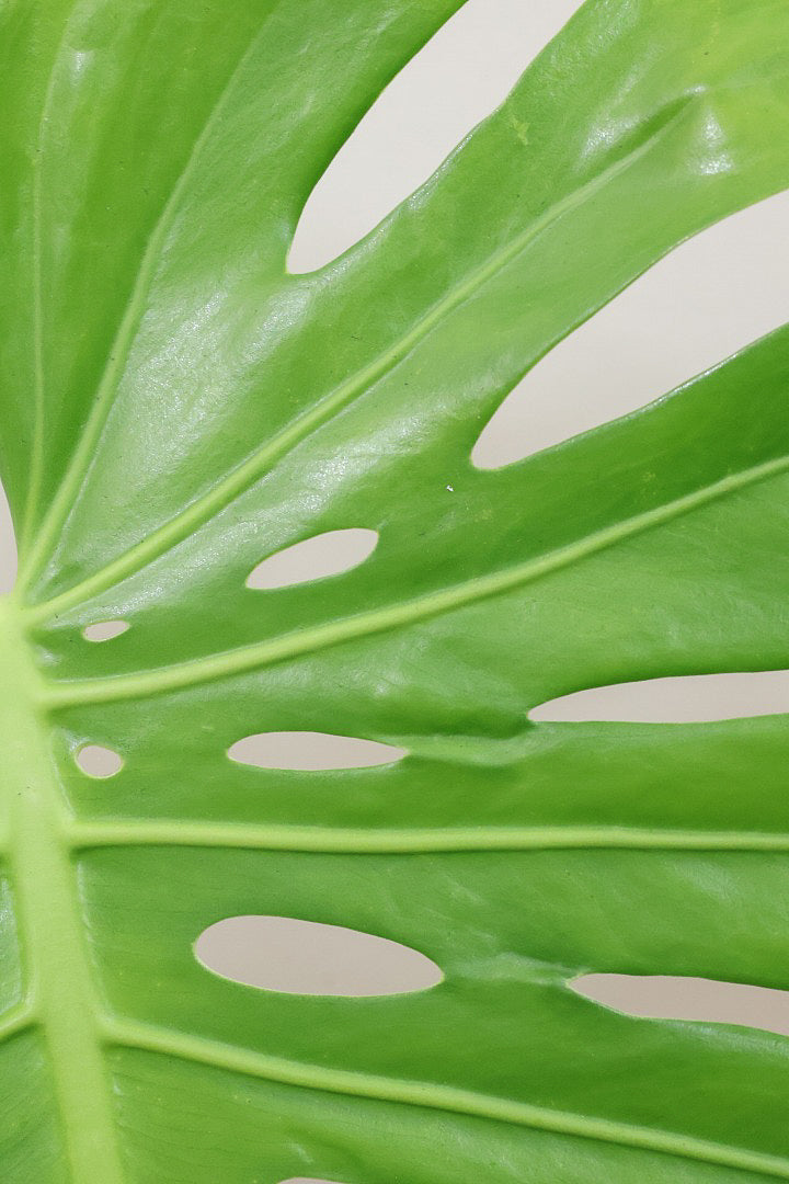 【モンステラ】葉の切れ込みが他とは違う！観葉植物の一大産地の鹿児島県でしっかりと育てられた年季の入ったモンステラです