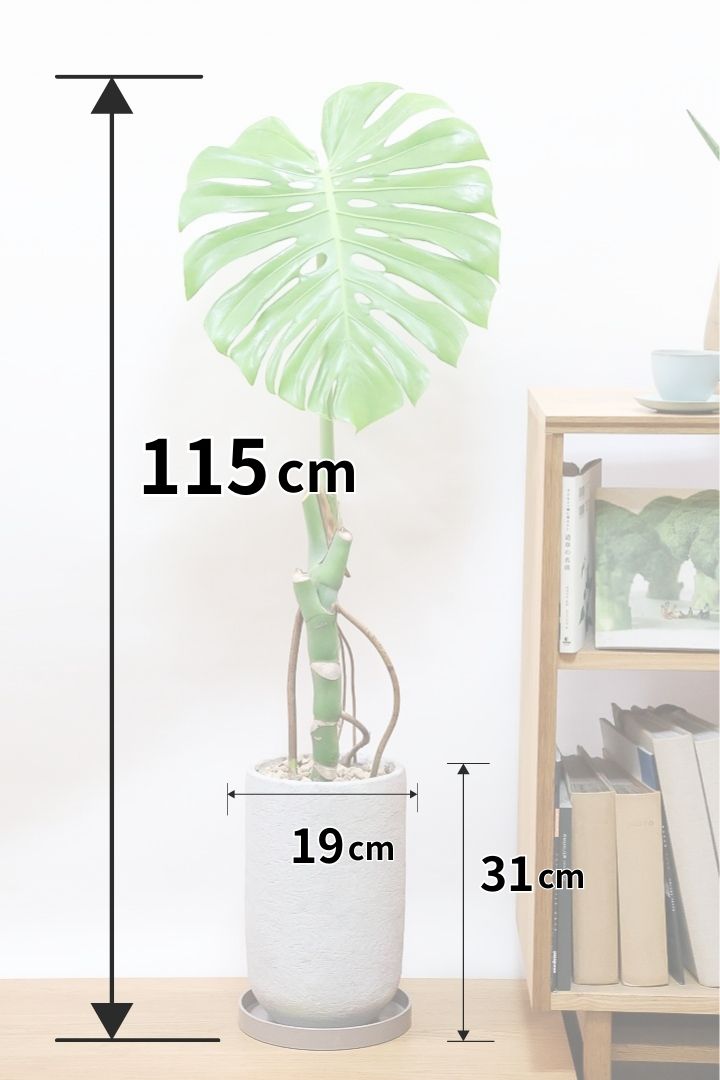 【モンステラ】葉の切れ込みが他とは違う！観葉植物の一大産地の鹿児島県でしっかりと育てられた年季の入ったモンステラです