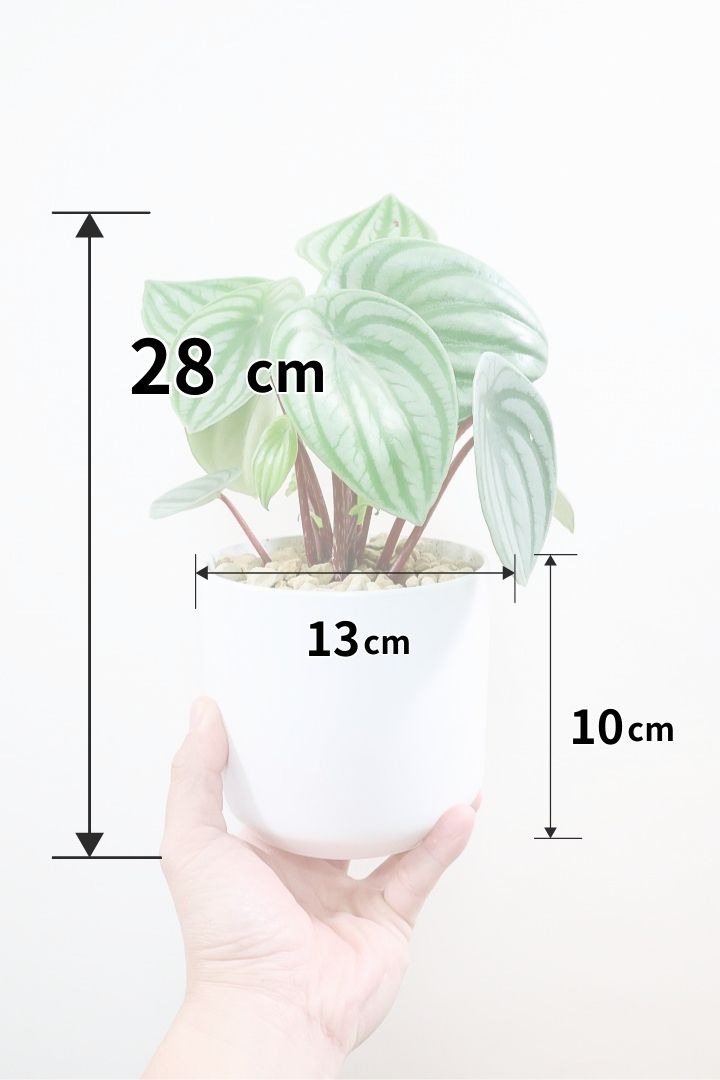 【ペペロミア サンデルシー】ラスト１鉢です！別名スイカペペロミア。縦縞がとてもかわいい人気種です！シンプルなホワイトのPOTです！